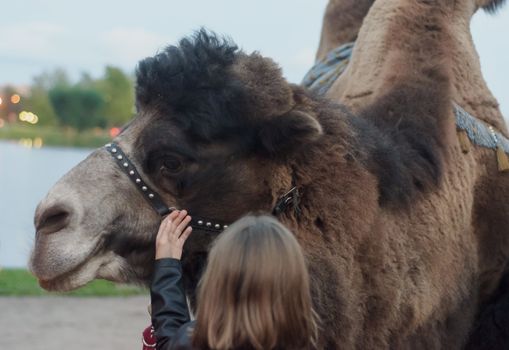 the girl touches the camel, checking whether it is cold