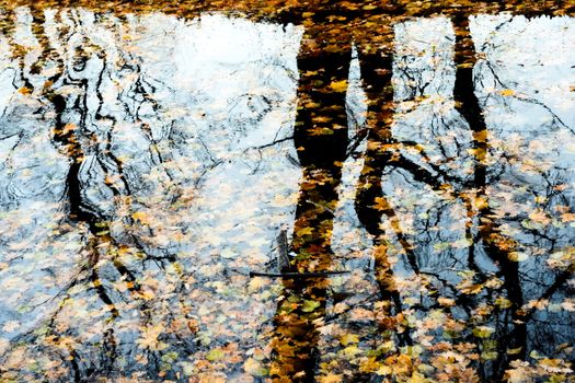 reflection of fallen leaves in water.