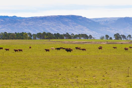 countryside landscape in the mountains with cows grazing