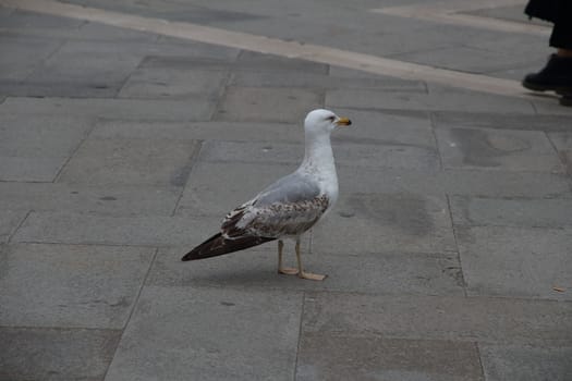 beautiful seagull standing on the tiles of the square
