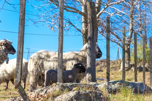 sheep grazing in the Cordoba mountains in Argentina