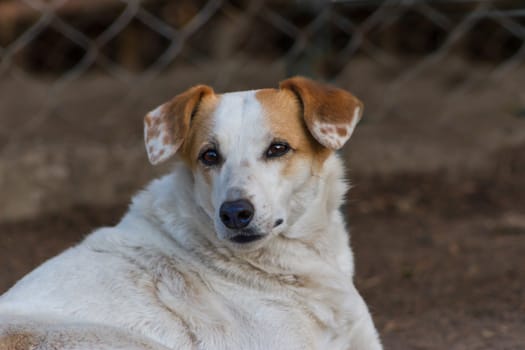 lonely stray dog portrait with sweet look