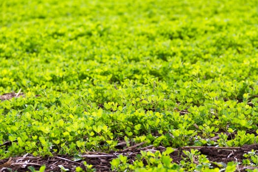 landscape with clover crop for fodder and mountains