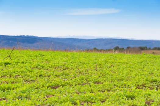 landscape with clover crop for fodder and mountains