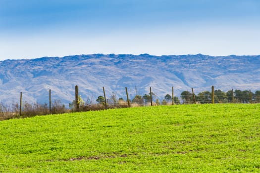 landscape with clover crop for fodder and mountains