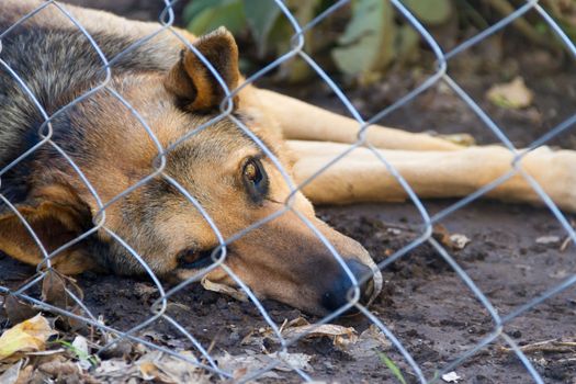 stray dog locked up victim of abuse