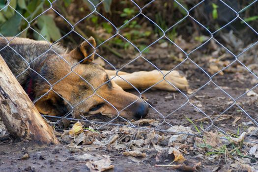 stray dog locked up victim of abuse