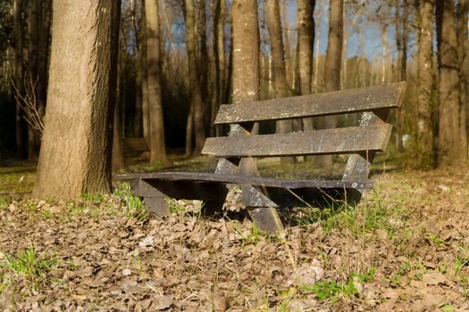 lonely bench under the trees and with the fallen leaves in autumn