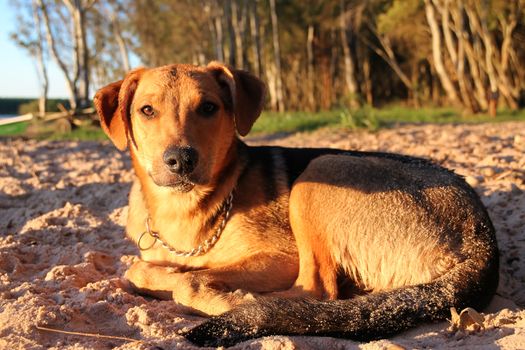 dog sleeping on the sandy beach on vacation