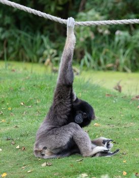Silvery gibbon on the grass, hanging on a rope, selective focus