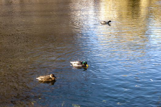 Wild ducks swim in the autumn pond
