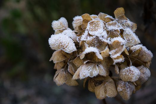 dry hortensia in the garden covered with frost close up frosty hydrangea or hortensia flower in colorful of red or pink