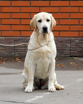 a yellow labrador sitting in the park