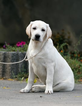 the yellow labrador sitting in the park