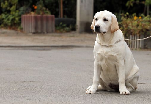 sweet yellow labrador sitting in the park