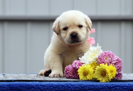 the little labrador puppy on a blue background