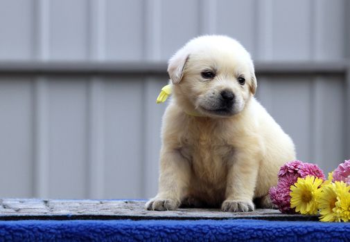 little labrador puppy on a blue background