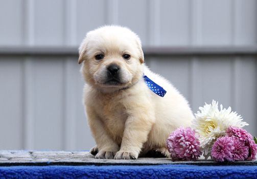 sweet little labrador puppy on a blue background