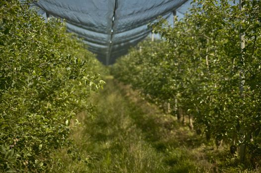 A row of an orchard for the organic appendage of apples.