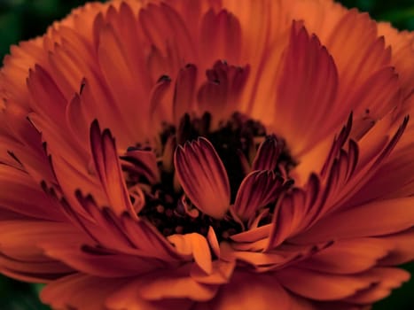 Macro detail of a very large red flower with petals of characteristic shape