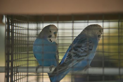 Parrots stuffed in a cage too small for them and deprived of their freedom to fly.