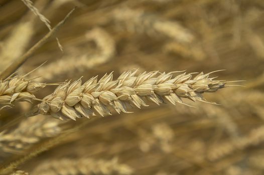 Single ear of ripe barley for harvesting with macro optics. Extreme level of detail!