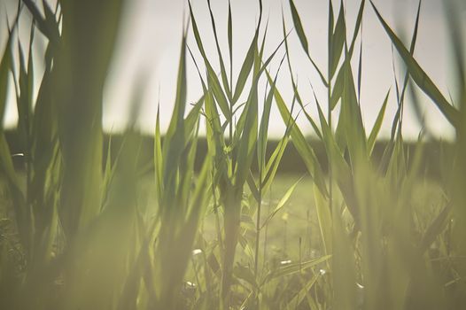 Grasslines and generic vegetation in macro shooting at sunset with the highest level of detail!