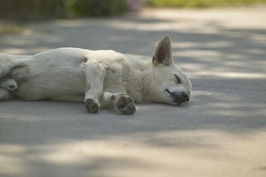 Small little dog who is sleeping lying on the asphalt.