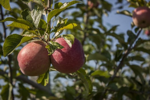 Two red apples attached to their tree in an apple or apple cultivation.