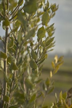 Leaves of a holly plant in the early morning shooting.