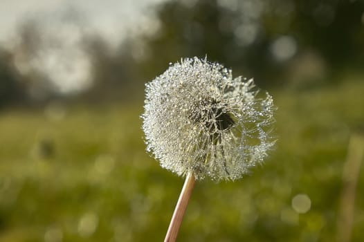 Dandelion covered with dewy drops early in the morning in a still green and lush lawn.