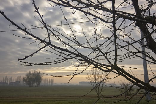 Branches of a bare tree during winter in a countryside landscape.