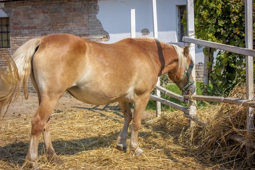 Horse eating enclosed in her breeding fence