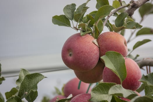 Many red apples attached to their tree in an apple or apple cultivation.