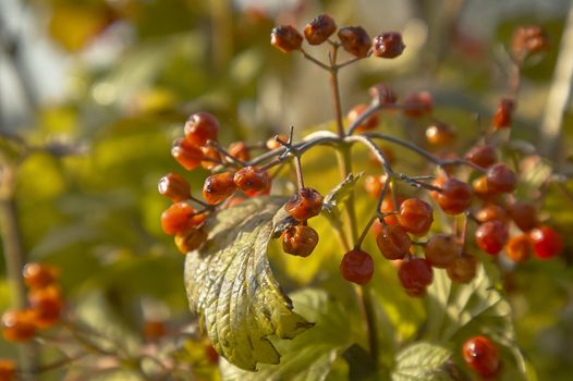 Macro shot detail of a plant with red and black berries in full ripeness.