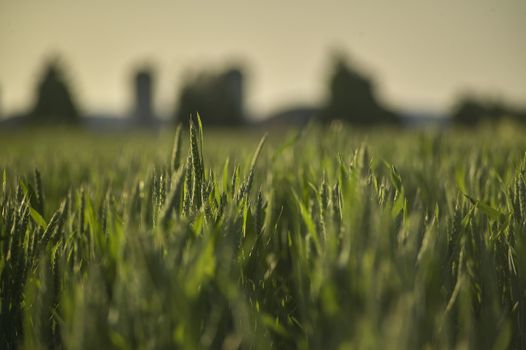 Macro shot of some ears of barley in a field of barley taken at sunset