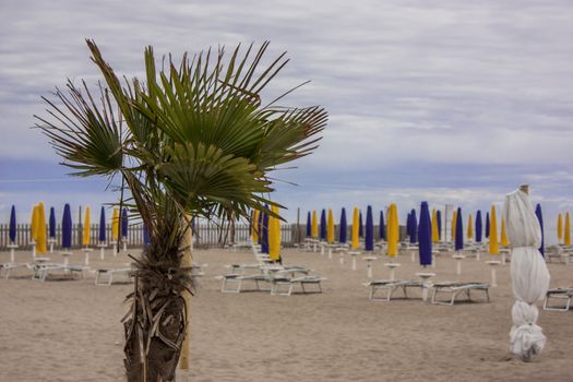 Palm tree in the foreground with behind the foreshortening of an Italian beach resort closed off-season with bad weather.