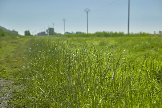 Clumps of grass growing in the spring along the edge of a country lane.