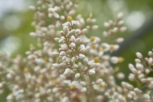 Small white buds of some flowers that bloom in spring.