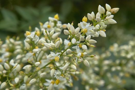 The birth of new white flowers in spring: the beauty of nature.