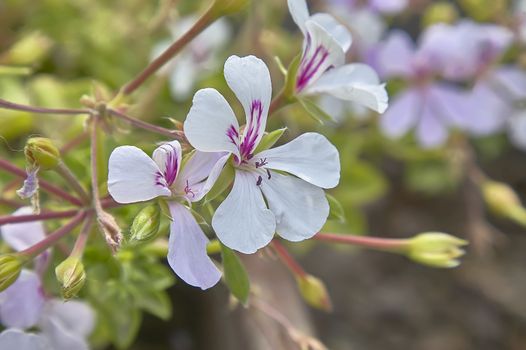 Small white flowers with purple veins on the petals that bloom in spring with the first mild temperatures.