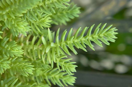 Small sprouts a succulent plant from very light green in color