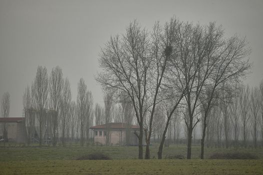 Trees surrounded by a landscape full of winter fog, with a house in the background: The winter of the Po Valley in Italy.