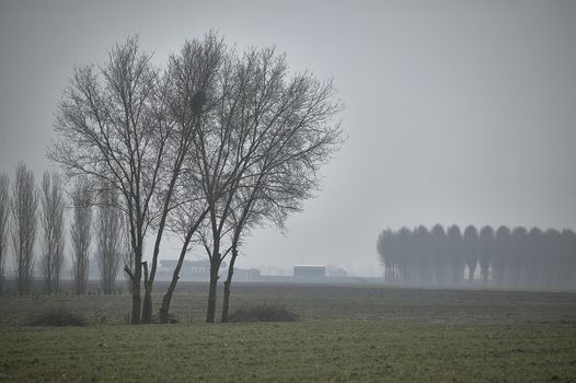 Mystical landscape of countryside immersed in the fog: everything becomes mysterious and vanishes towards the horizon.