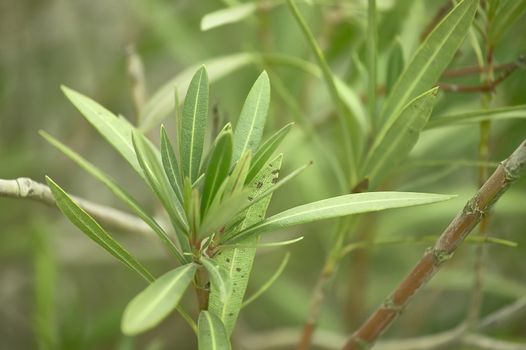 Detail of some oleander plant leaves with macro shooting. Image with predominance of green colors.