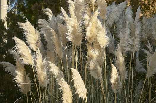 A bizarre plant: The grass of the pampas that produces large feathers used as an ornamental plant in a garden.