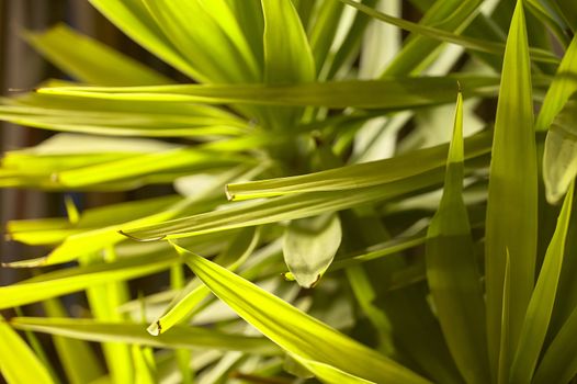 Beautiful background with a succulent plant for ornamental use with very light green leaves.