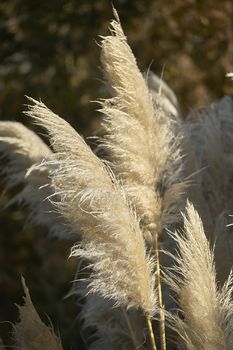 Detail of the plant's feather the pampas grass.