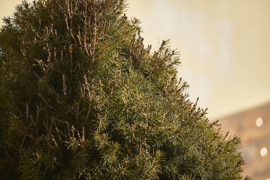 Detail of the top of a small pine.