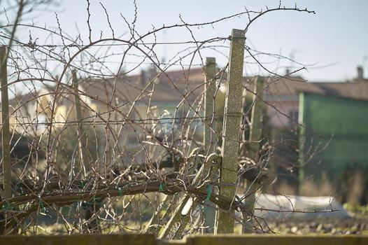 Detail of a vineyard stripped from its leaves during the winter: this season makes its structure clearly visible.